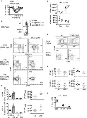 Tissue-Resident Macrophages Limit Pulmonary CD8 Resident Memory T Cell Establishment